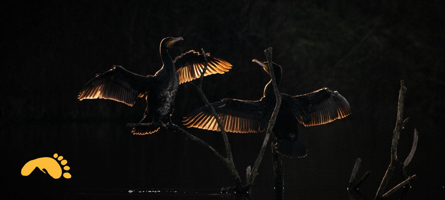 Whimsical Nature Photo Contest