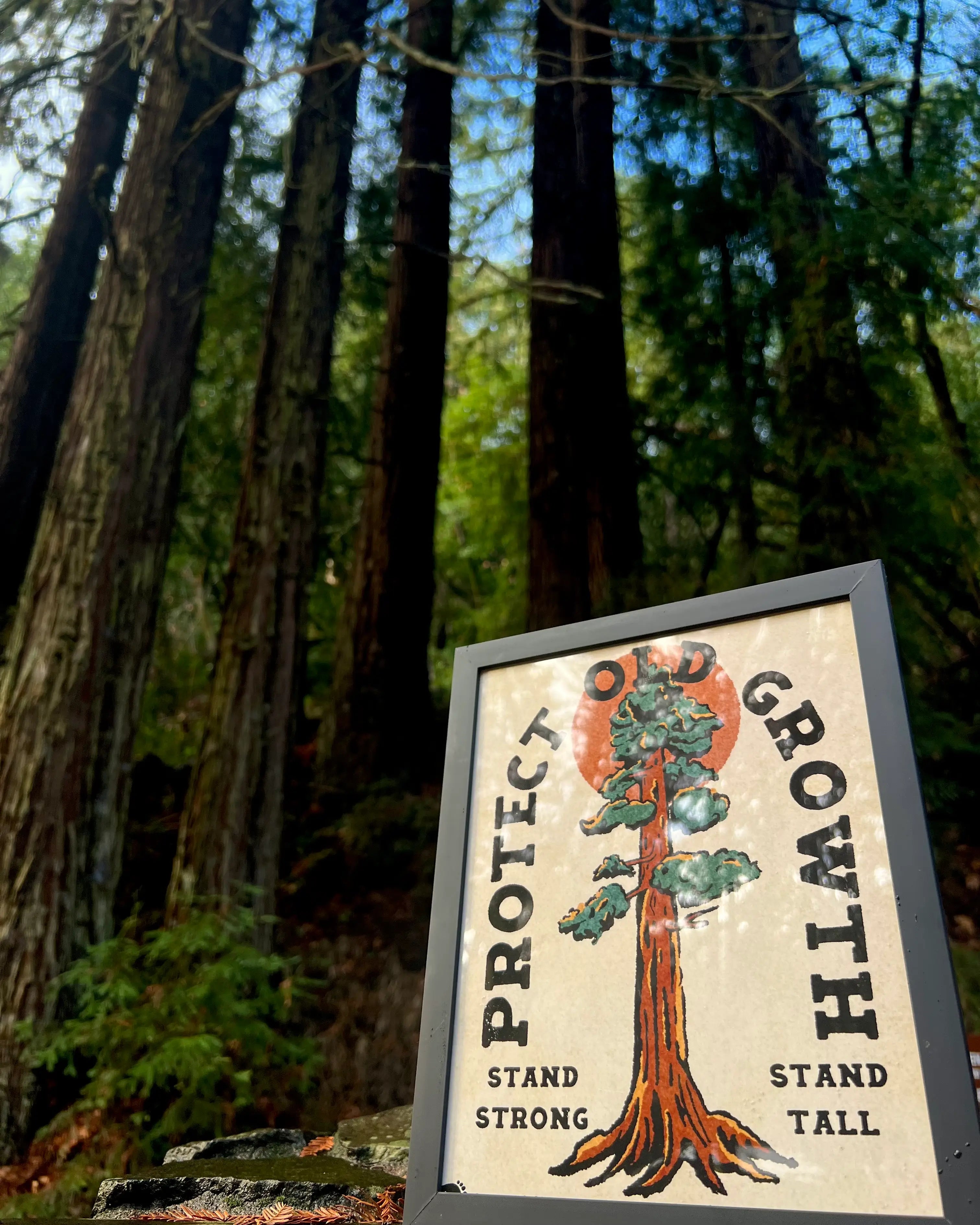 Print of a redwood tree that says protect old growth, taken in a forest setting