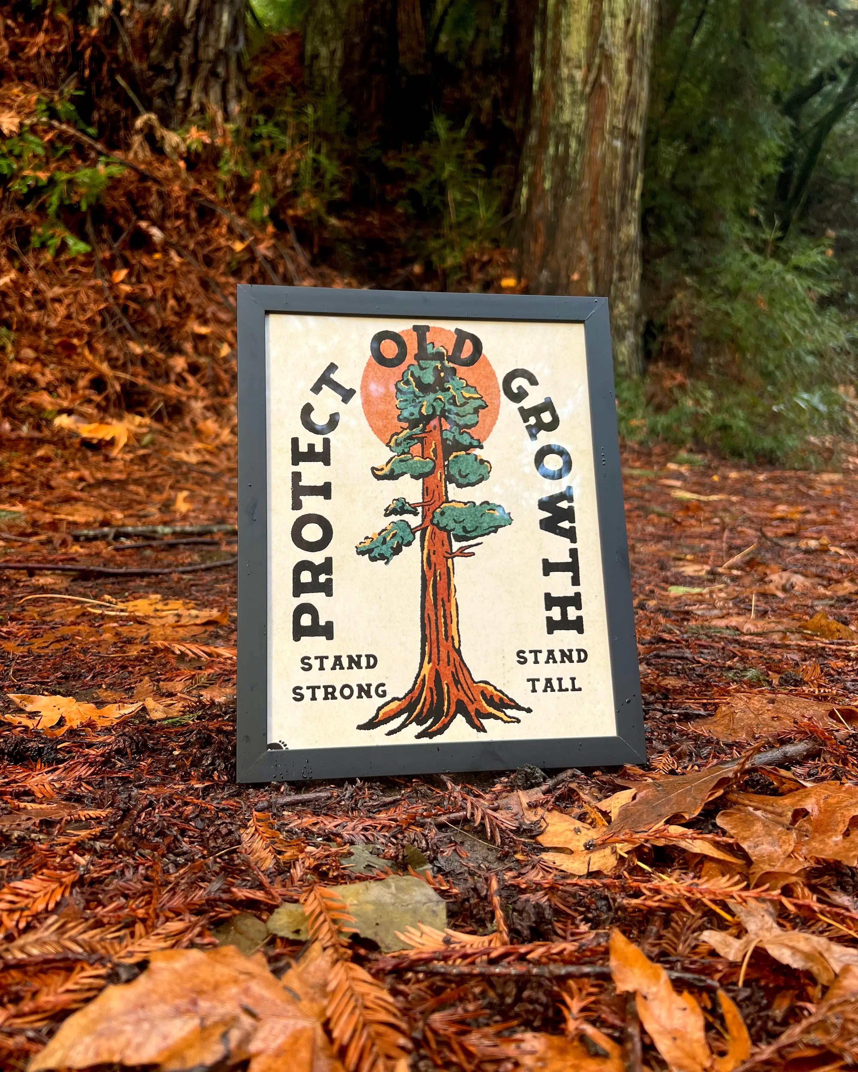 Print of a redwood tree that says protect old growth, taken in a forest setting