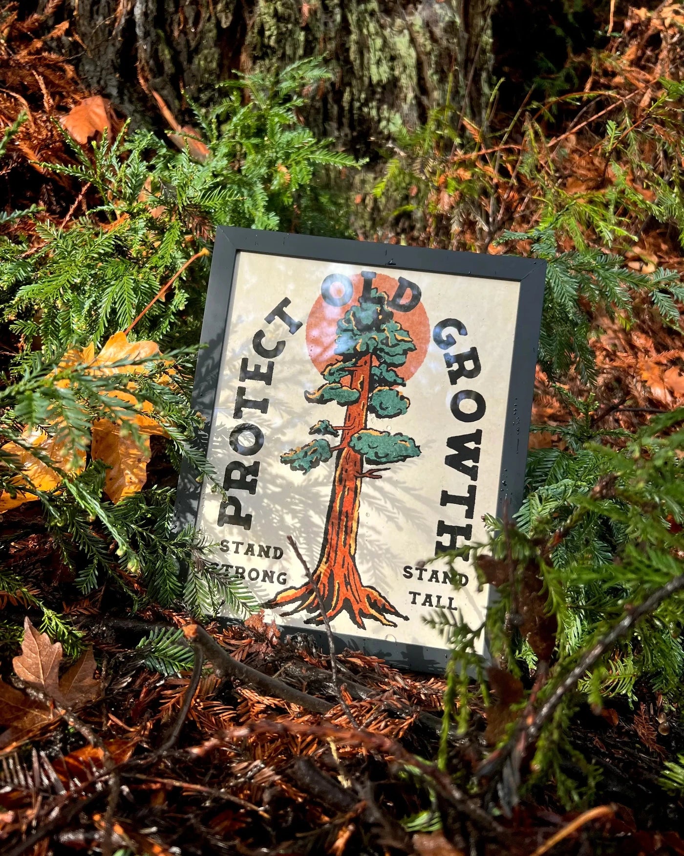 Print of a redwood tree that says protect old growth, taken in a forest setting